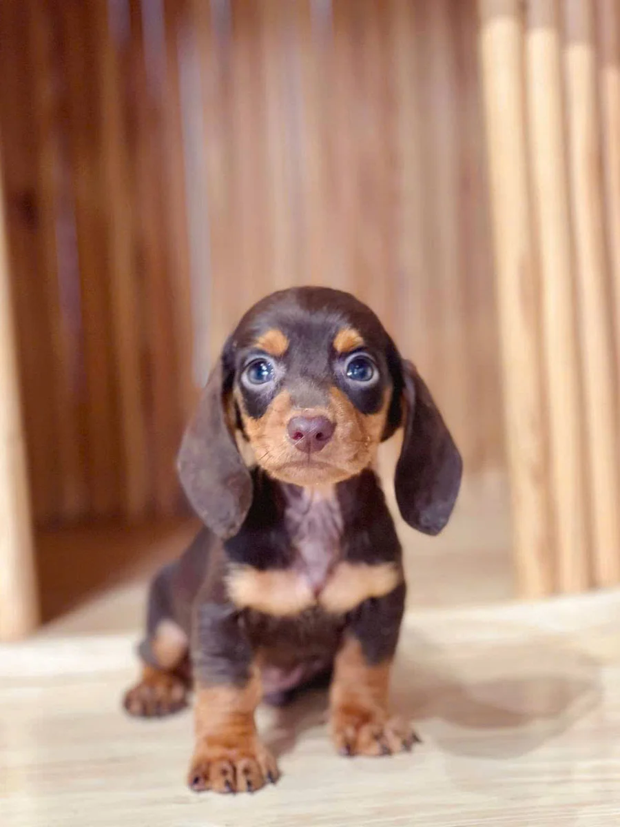 Dachshund 13