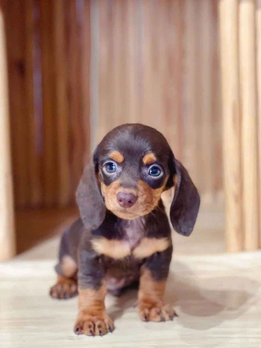 Dachshund 14