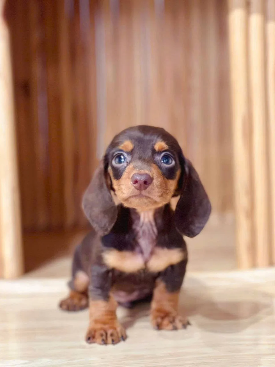 Dachshund 15