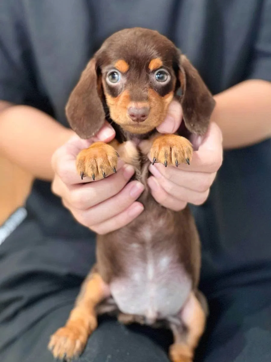 Dachshund 16