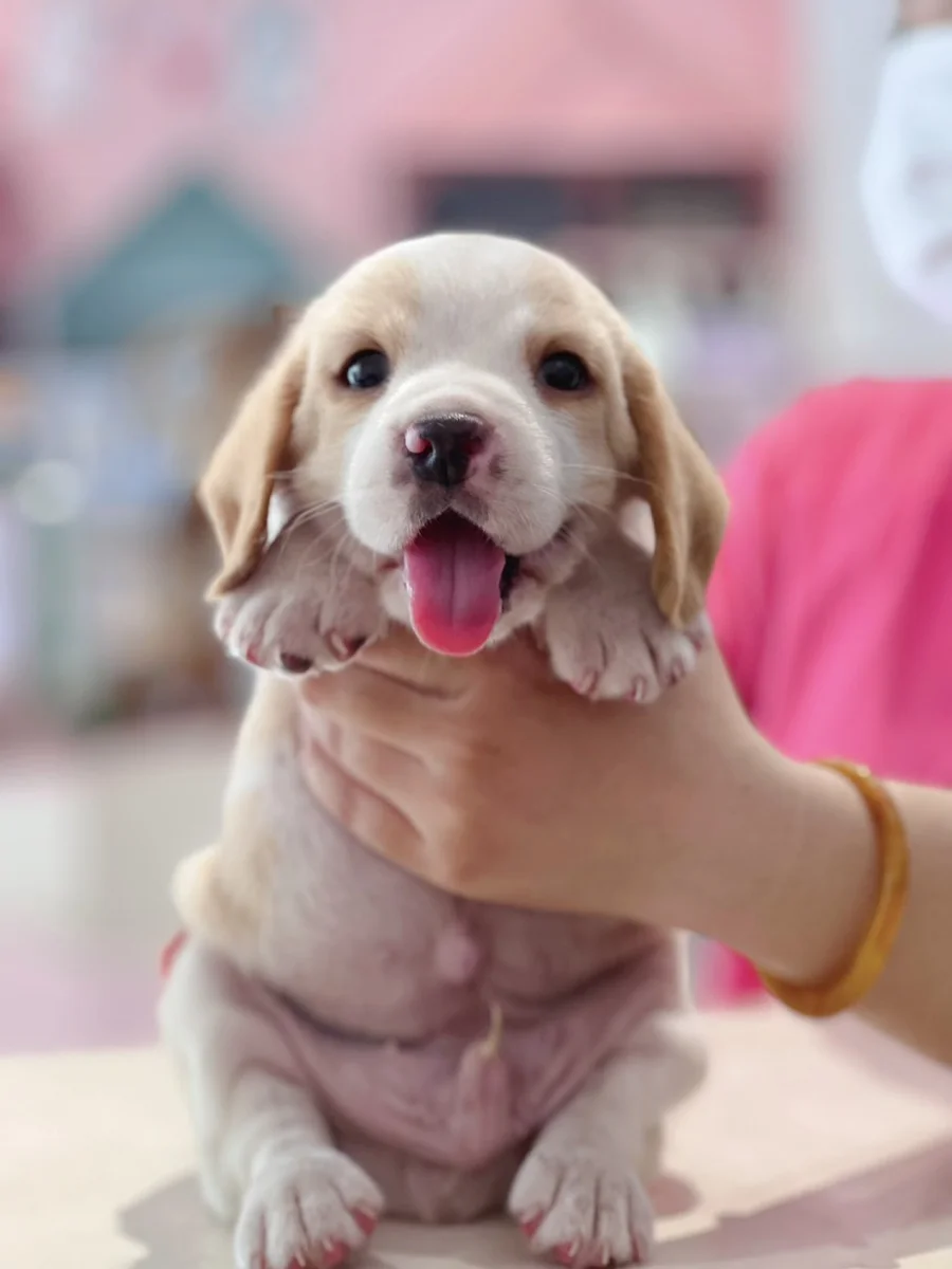 Beagle
