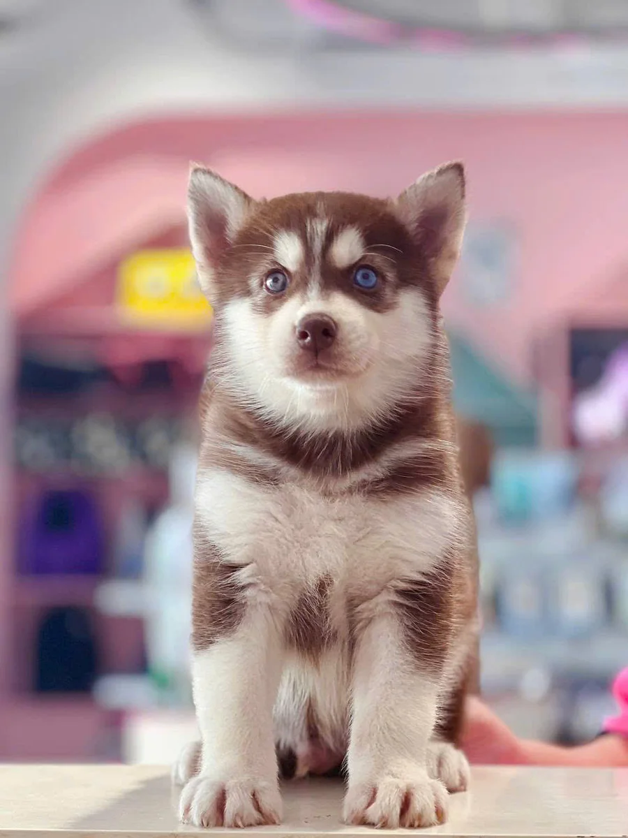 Husky