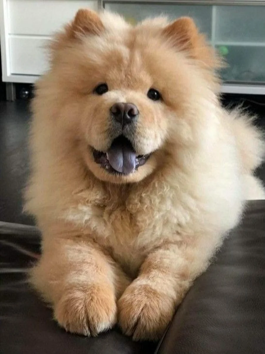 Purebred Chow Chow at Mật Pet Family