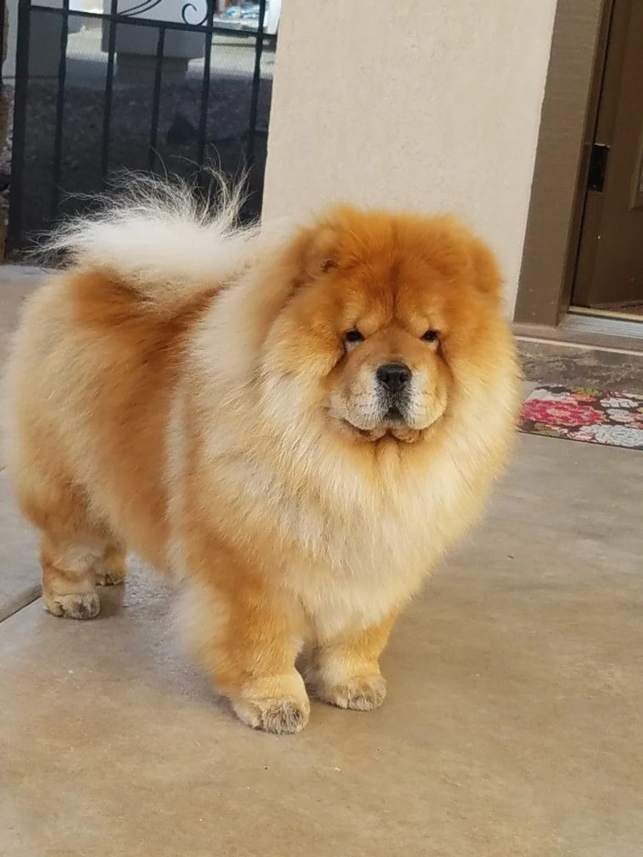 Chow Chow 2