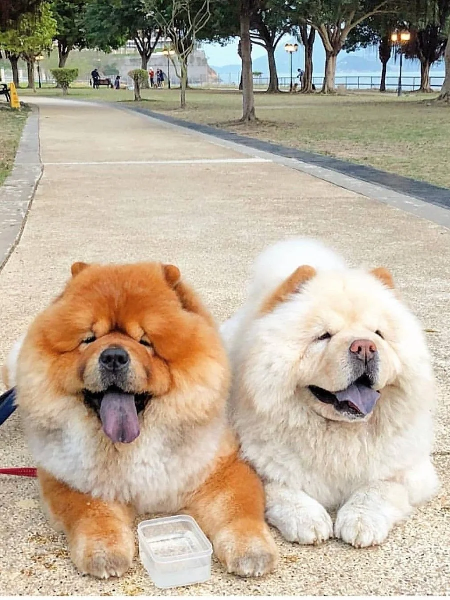 Chow Chow 3