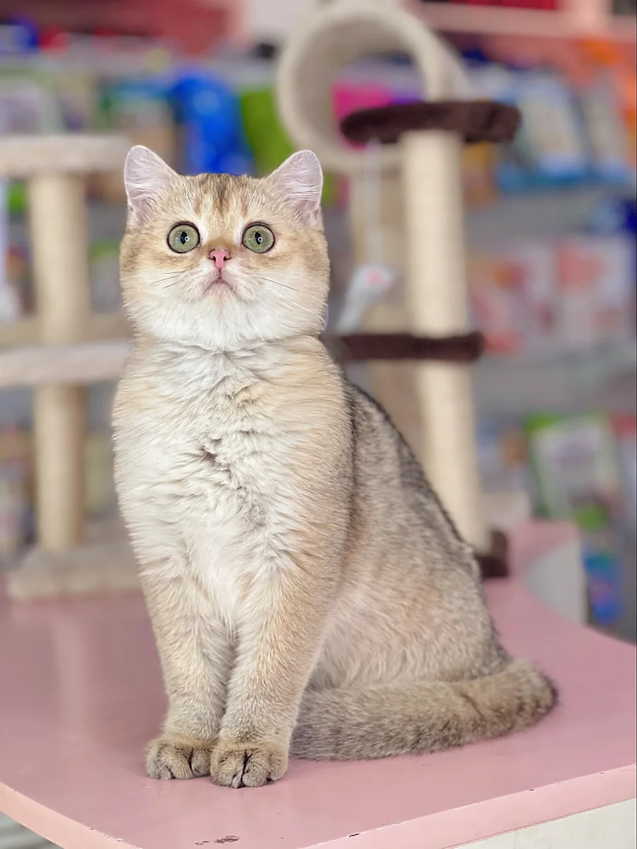 Cách chăm sóc British Shorthair Classic