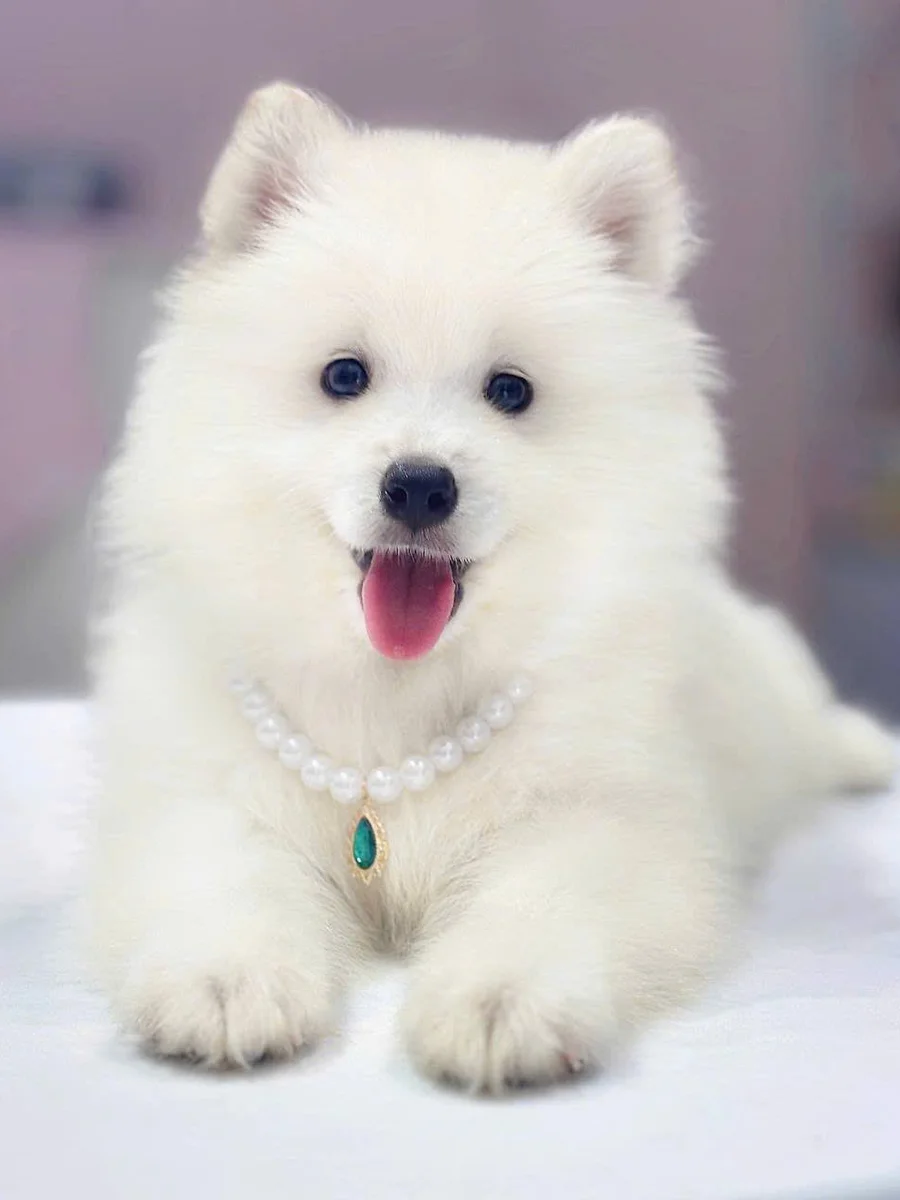 Samoyed