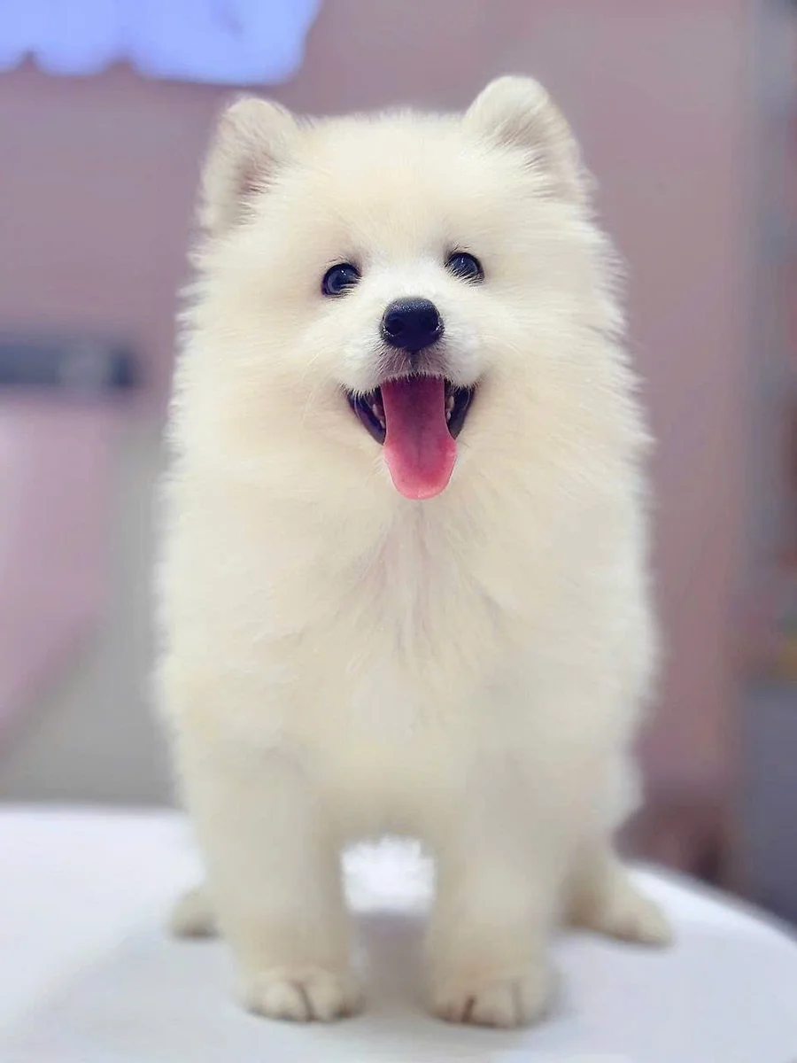 Samoyed 2
