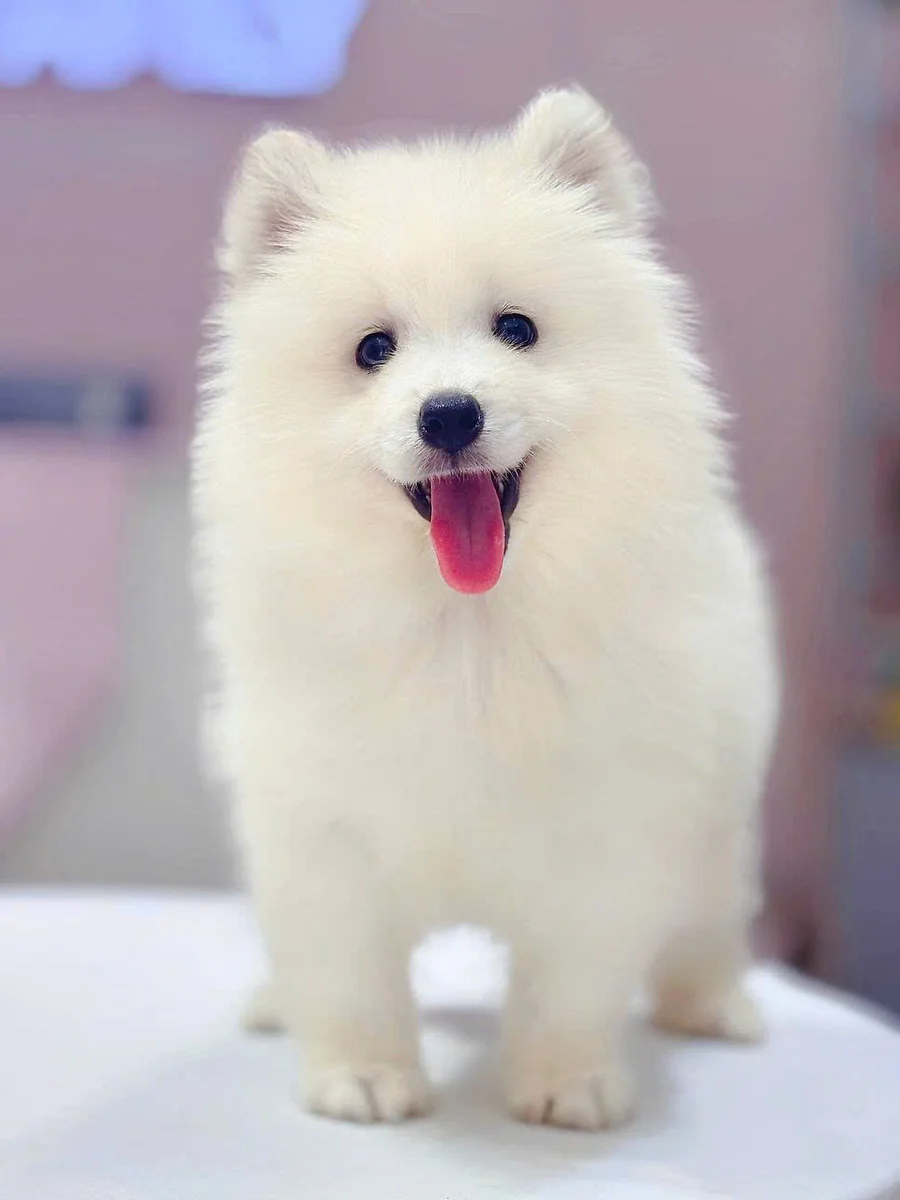 Samoyed 3