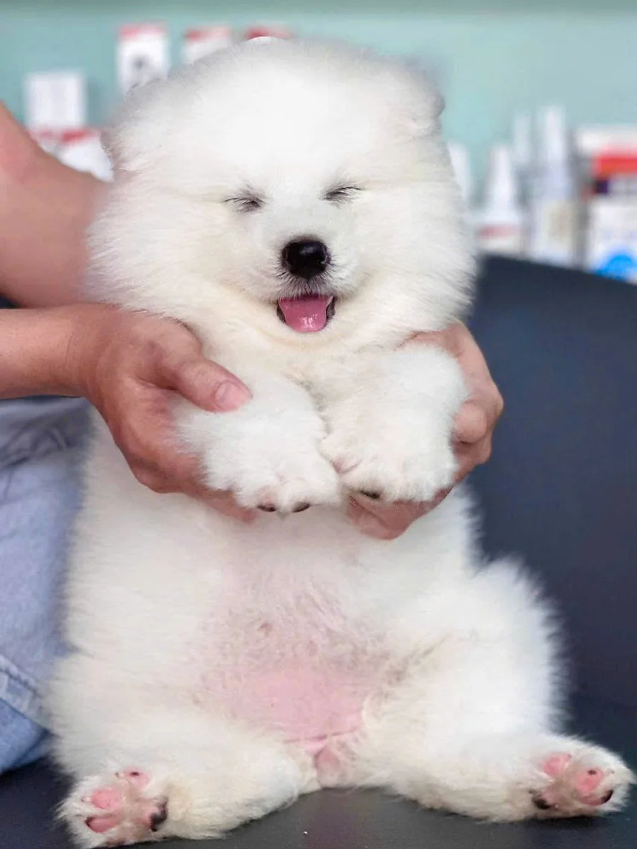 Samoyed 4