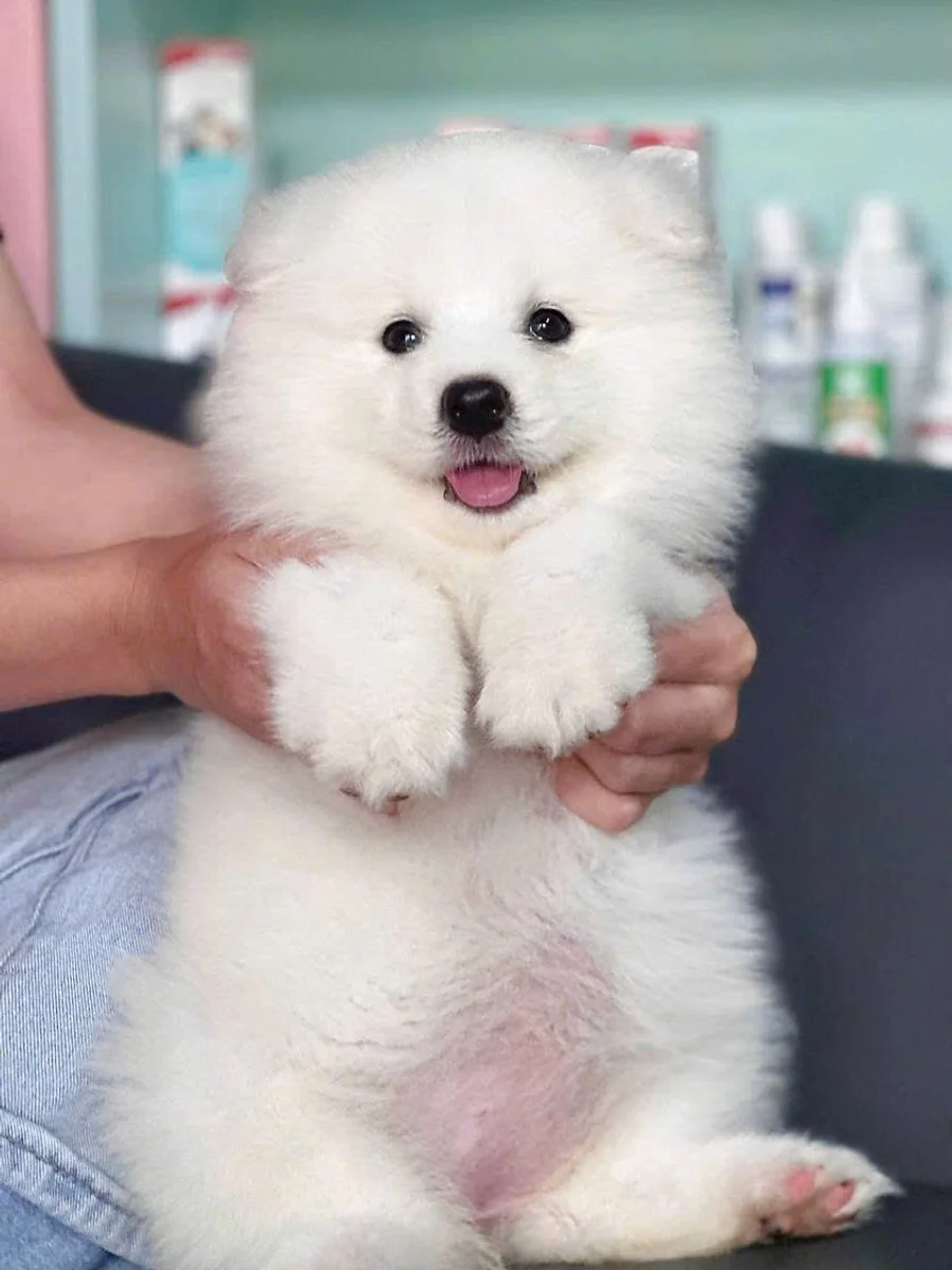 Samoyed 5