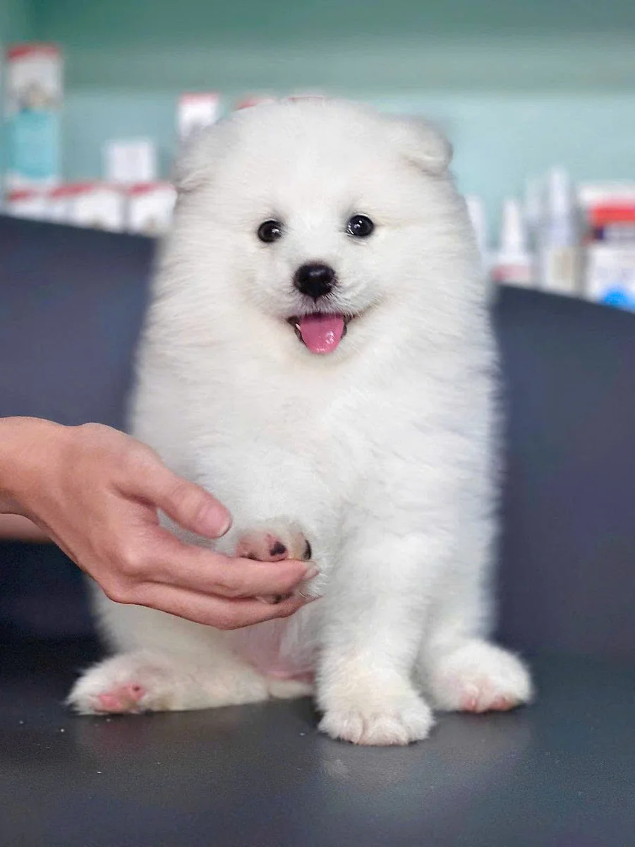 Samoyed 6