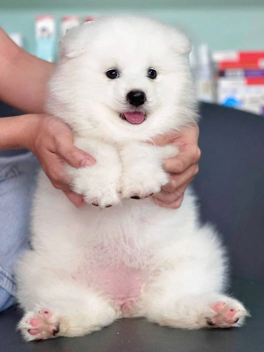 Samoyed 7