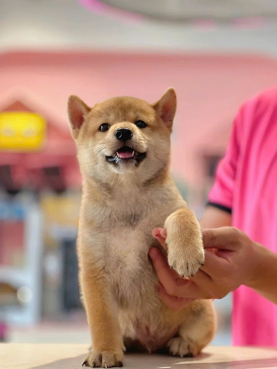 Shiba Inu