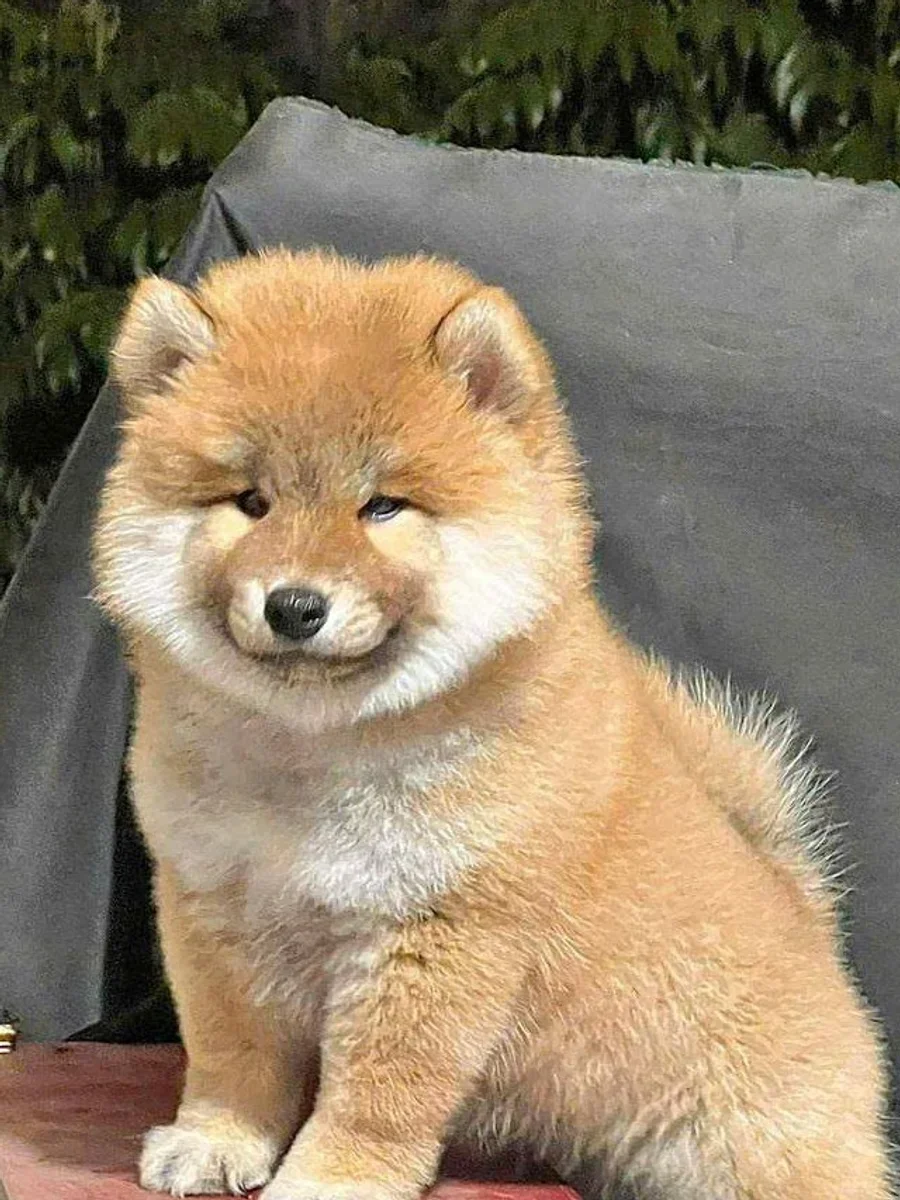 Shiba Inu 2