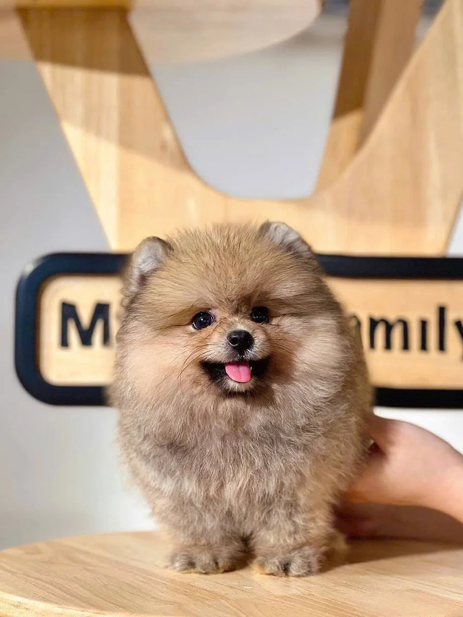 Pomeranian (Phốc Sóc / Pom)