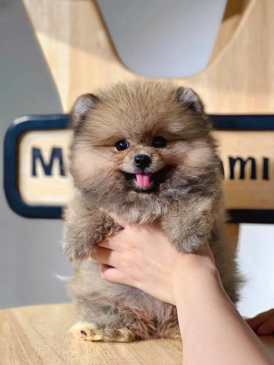 Pomeranian (Phốc Sóc / Pom) 2