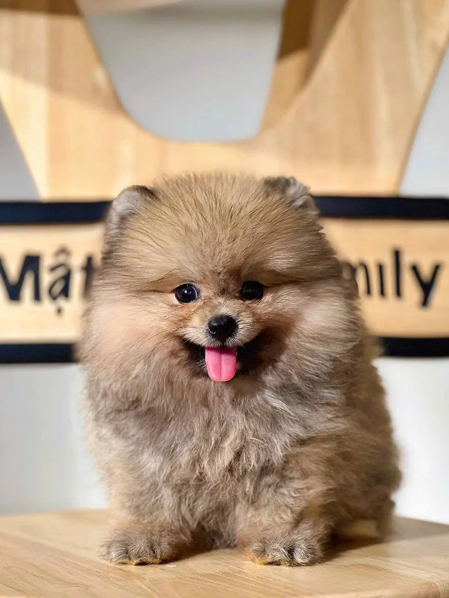 Pomeranian (Phốc Sóc / Pom) 3