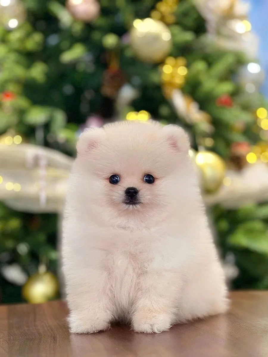 Pomeranian (Phốc Sóc / Pom) 4