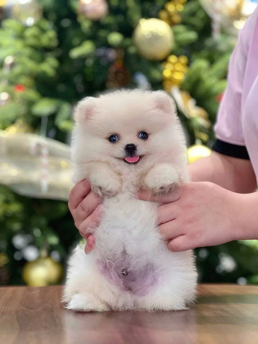 Phốc Sóc / Pom 6