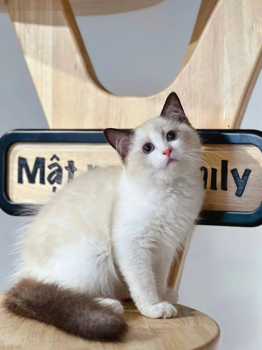 Cách chăm sóc Ragdoll