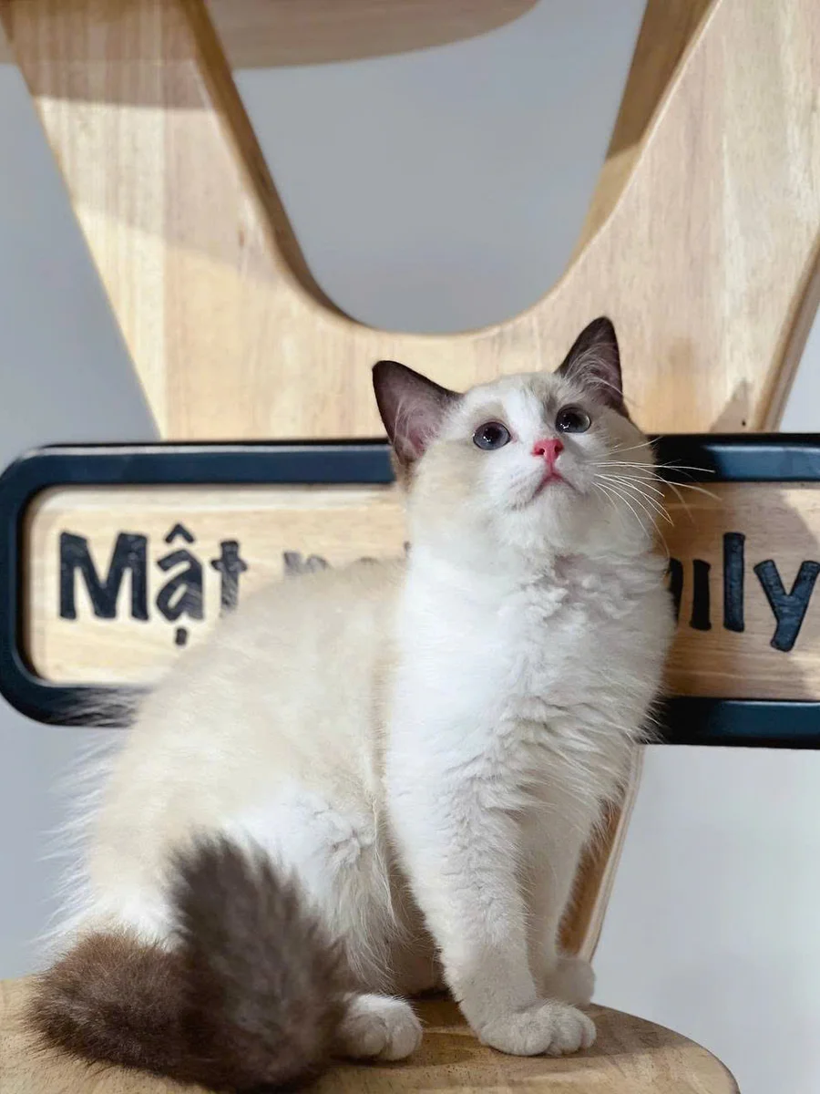 Ragdoll 2