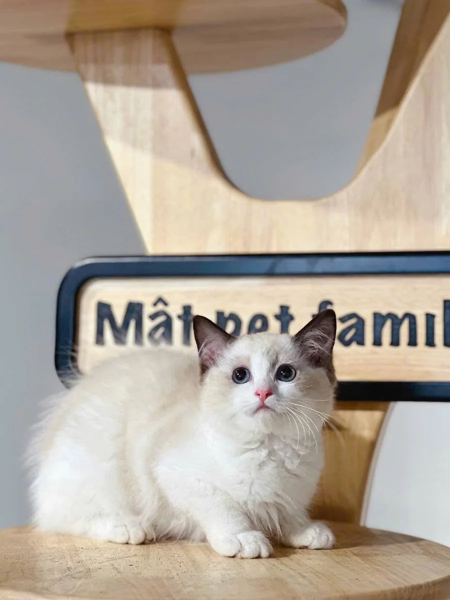 Ragdoll 3