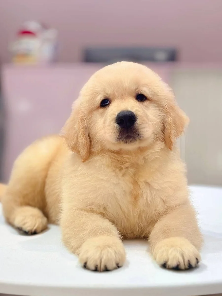 Golden Retriever 1