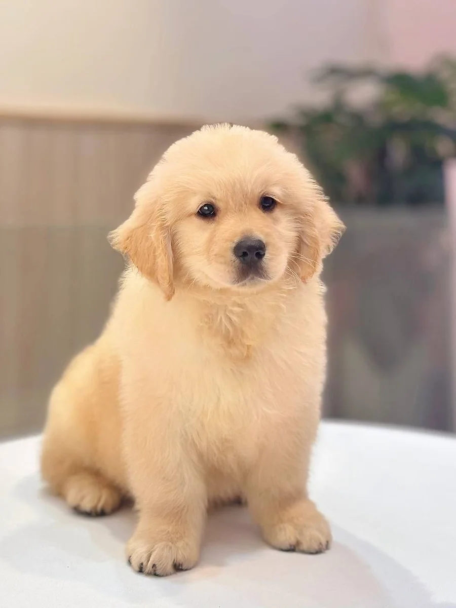 Golden Retriever 2