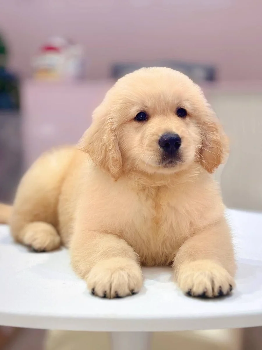 Golden Retriever 3