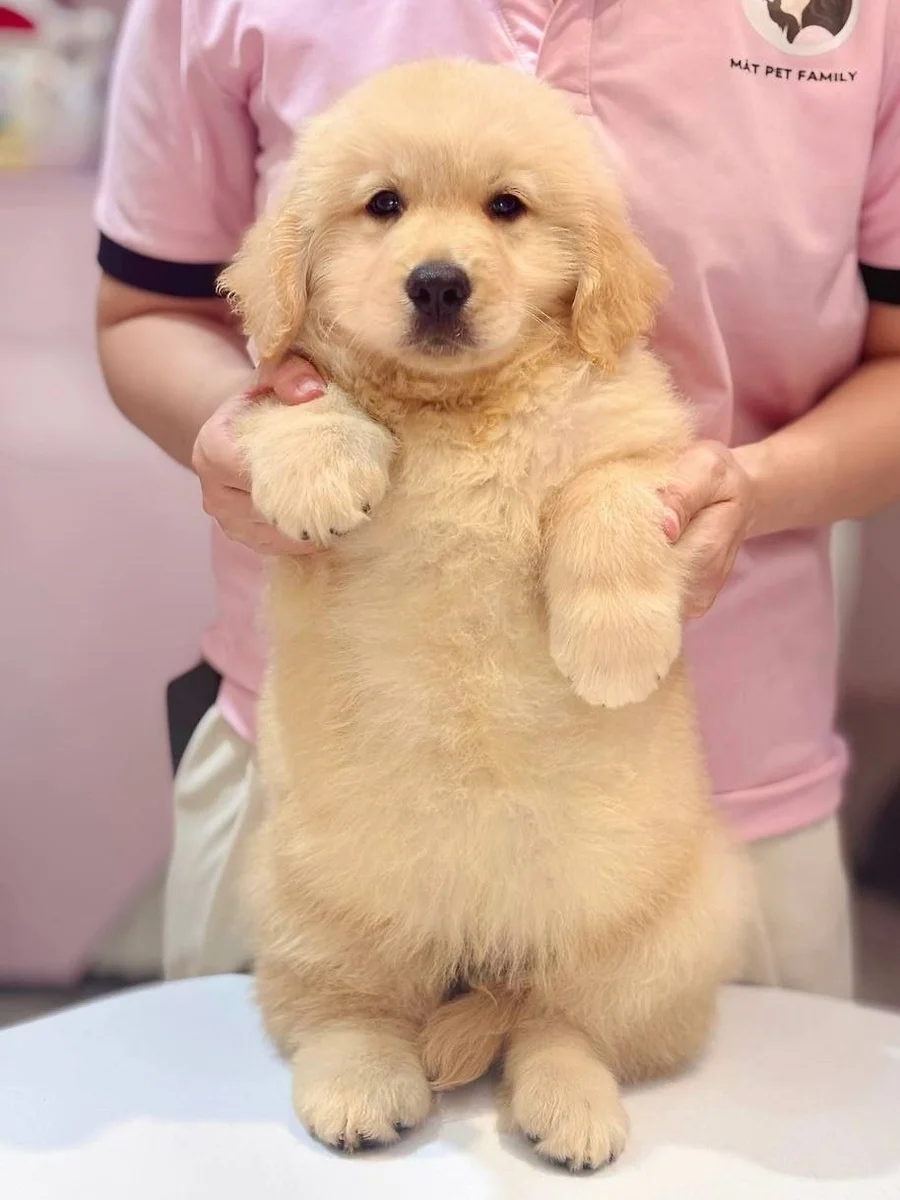 Golden Retriever 4