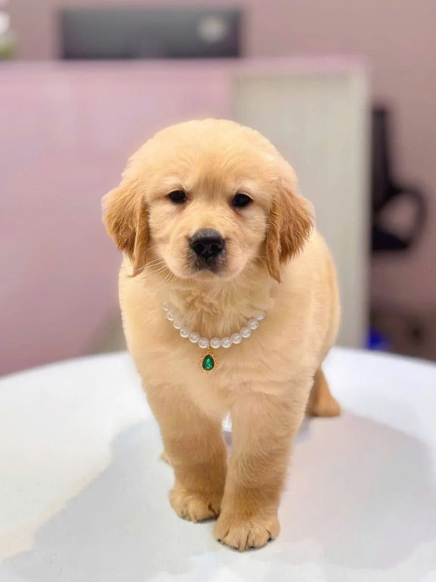 Golden Retriever