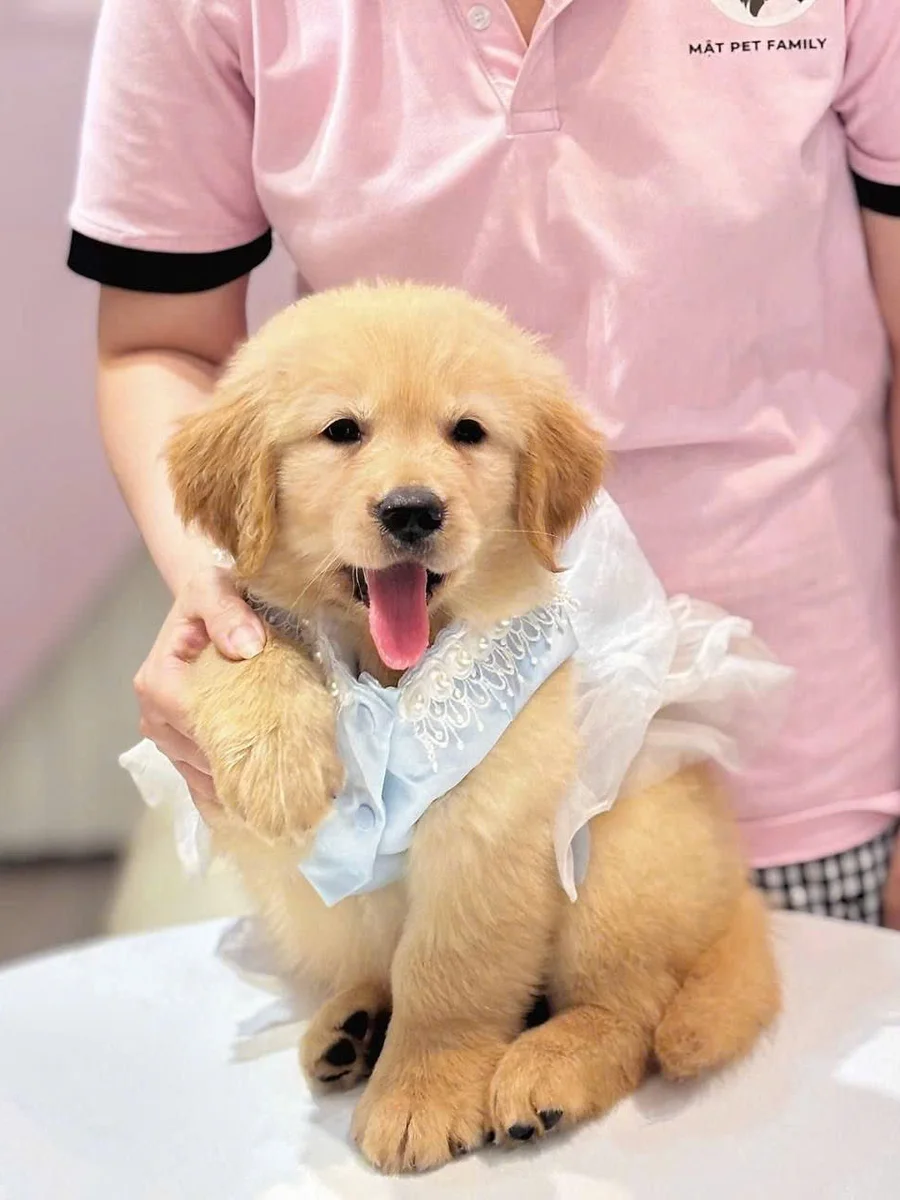 Golden Retriever 2