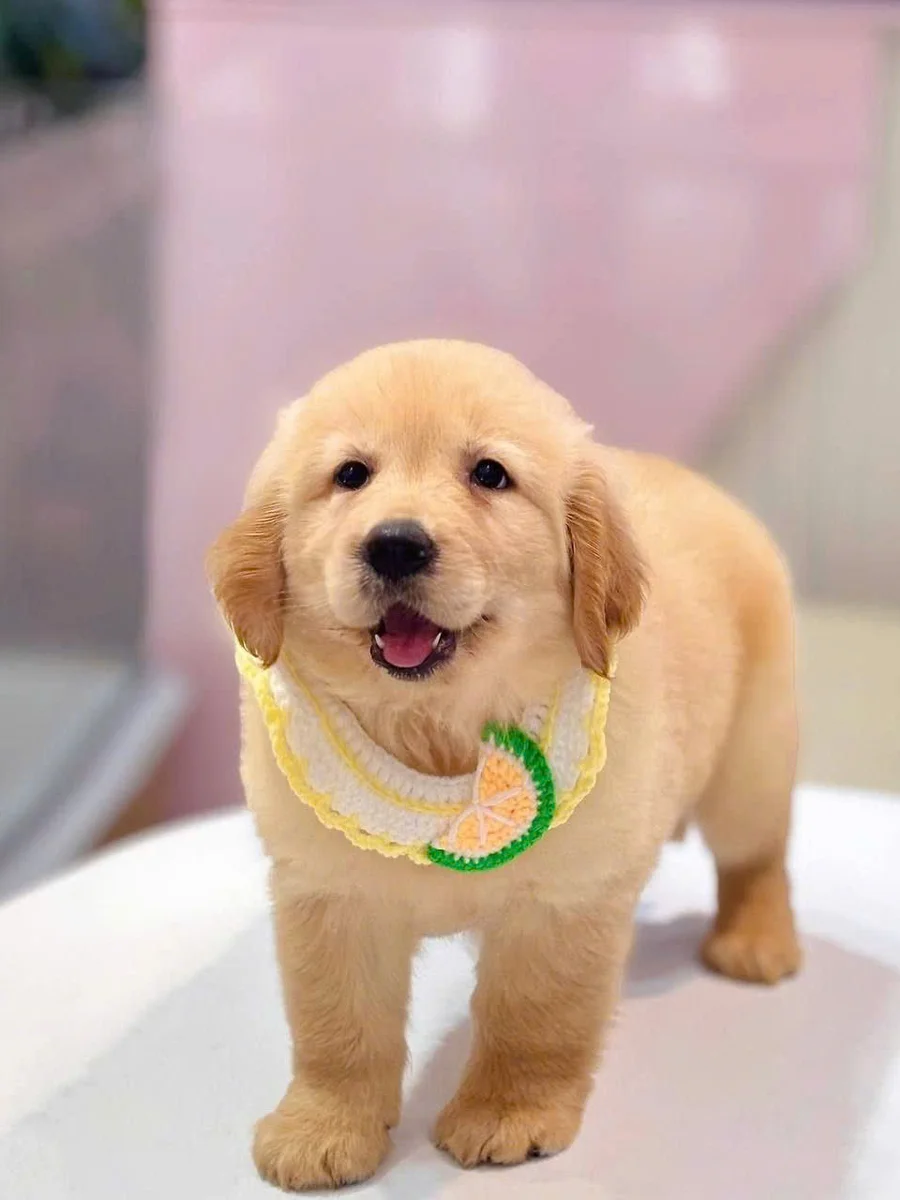 Golden Retriever 3