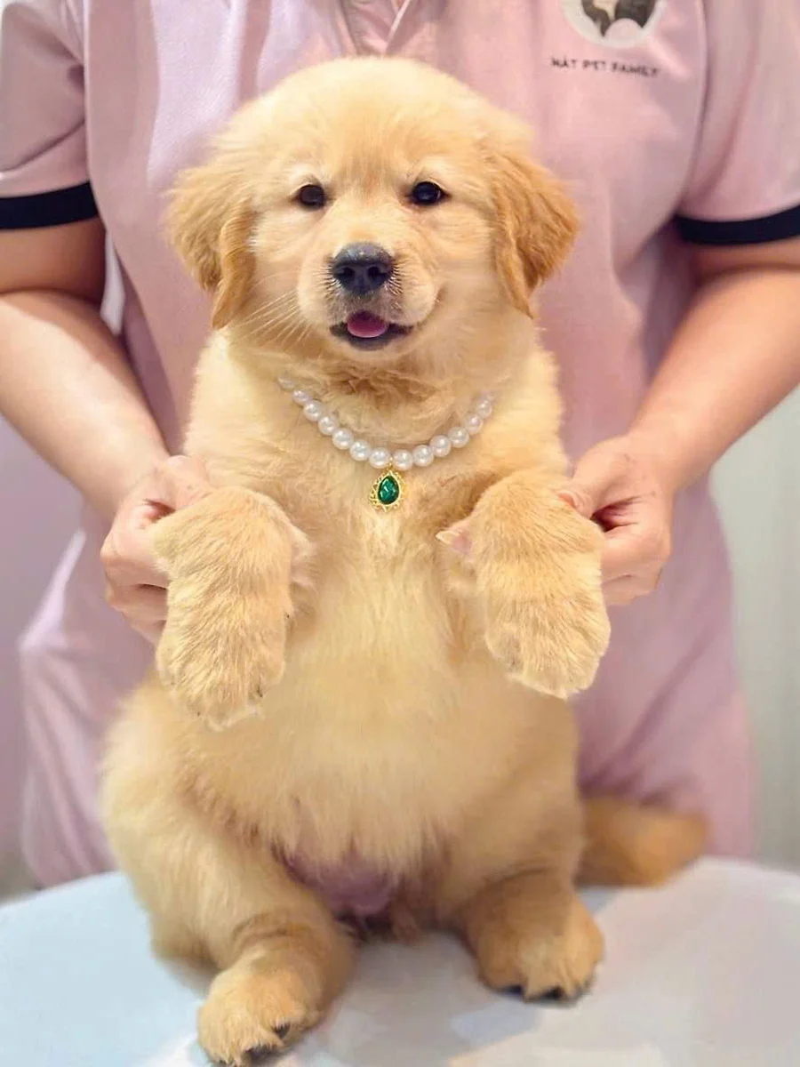 Golden Retriever 4