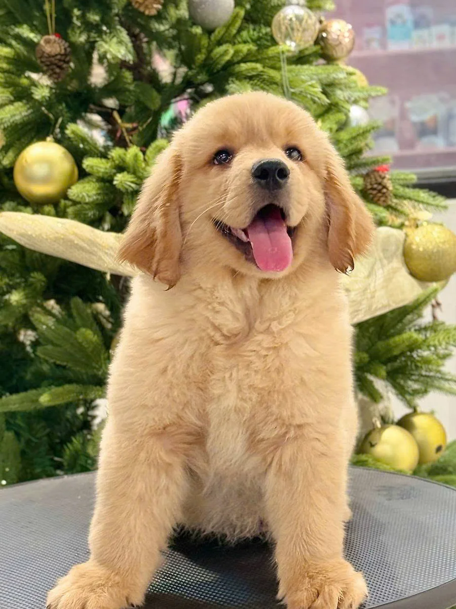 Golden Retriever 5