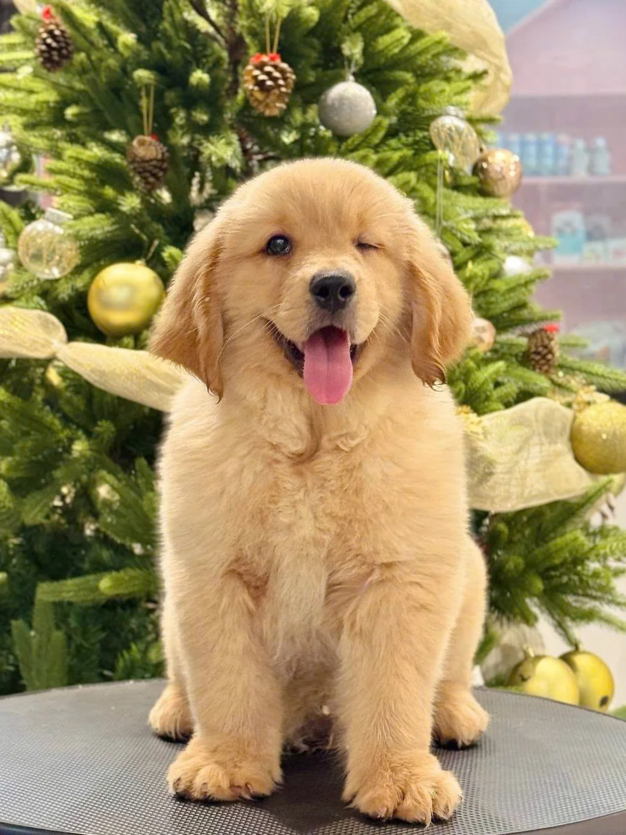 Golden Retriever 6