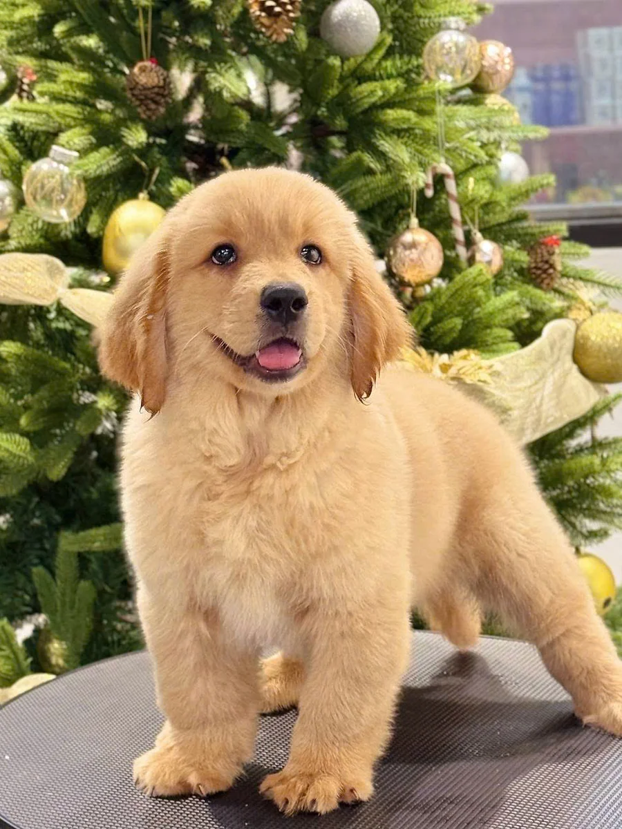 Golden Retriever 7