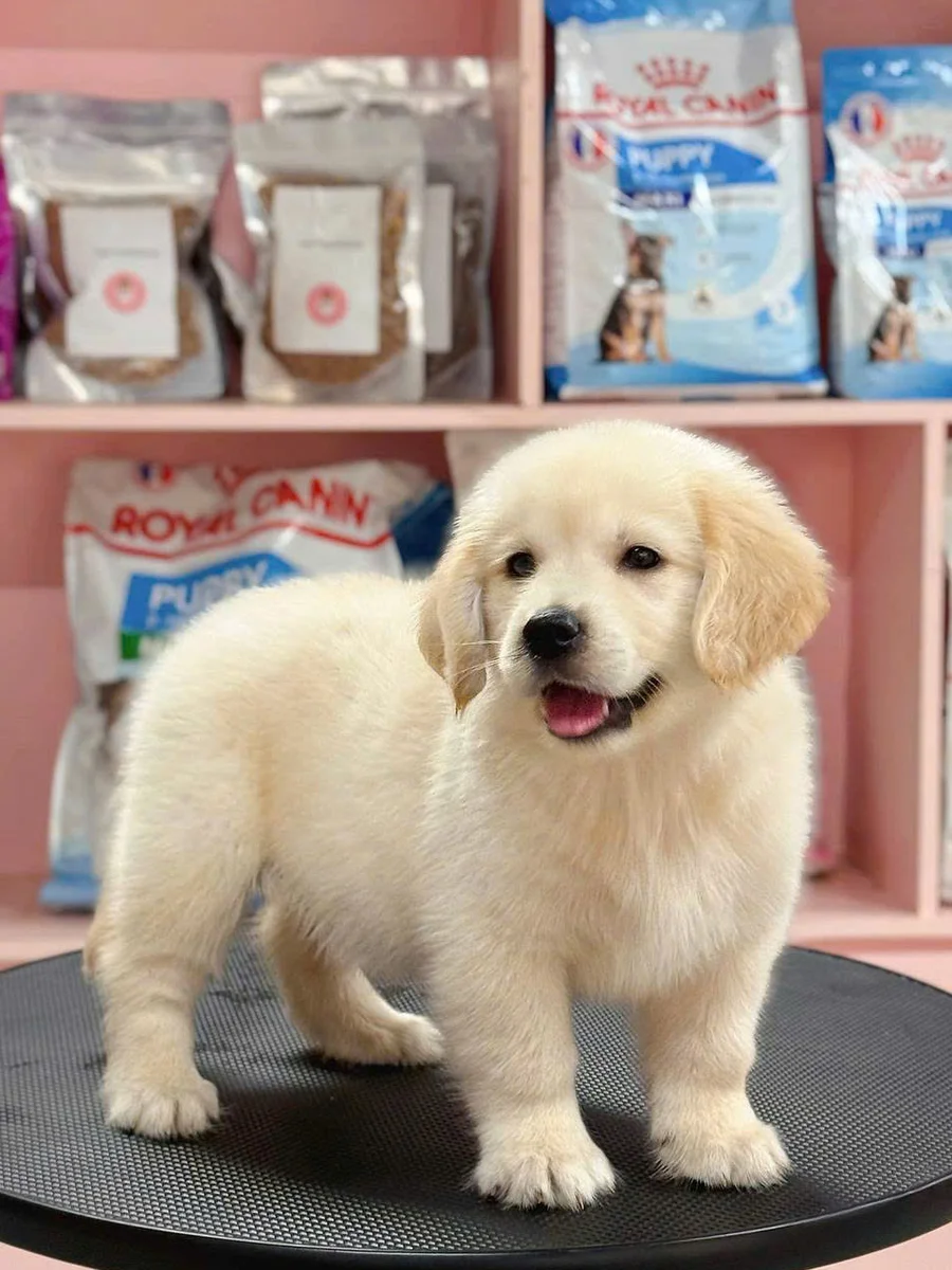 Golden Retriever 8