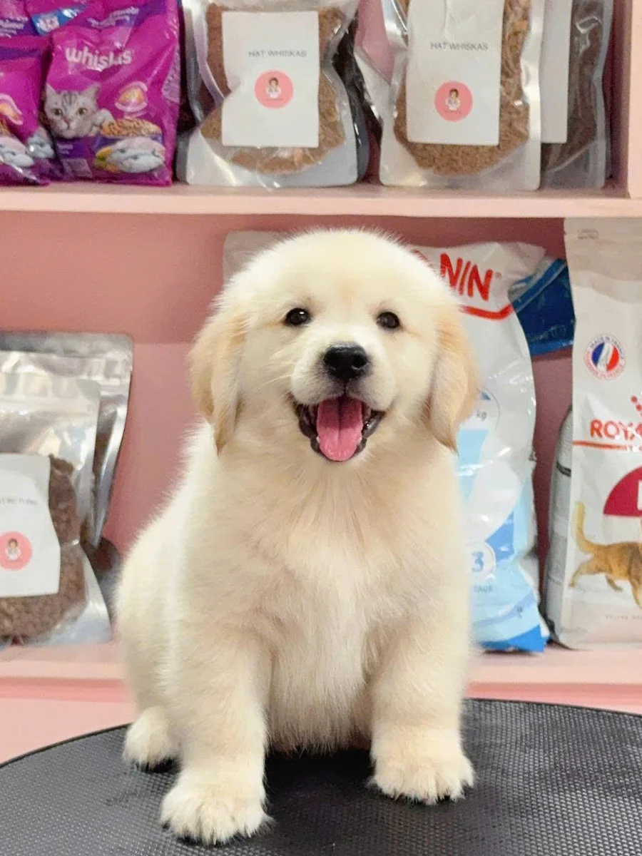 Golden Retriever 9