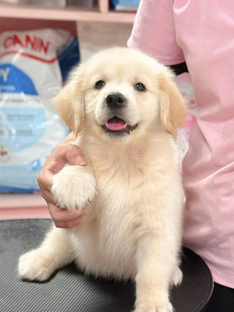 Golden Retriever 10