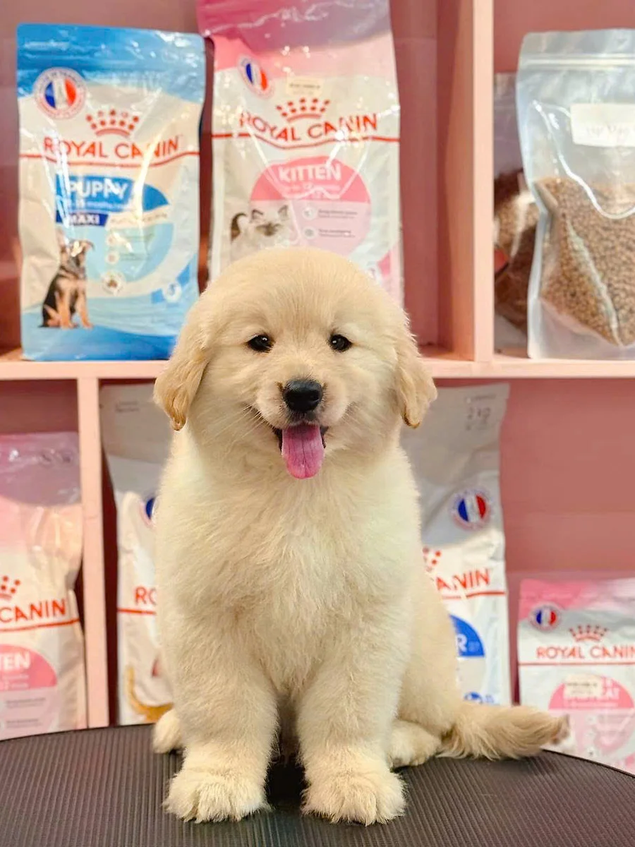 Golden Retriever 11
