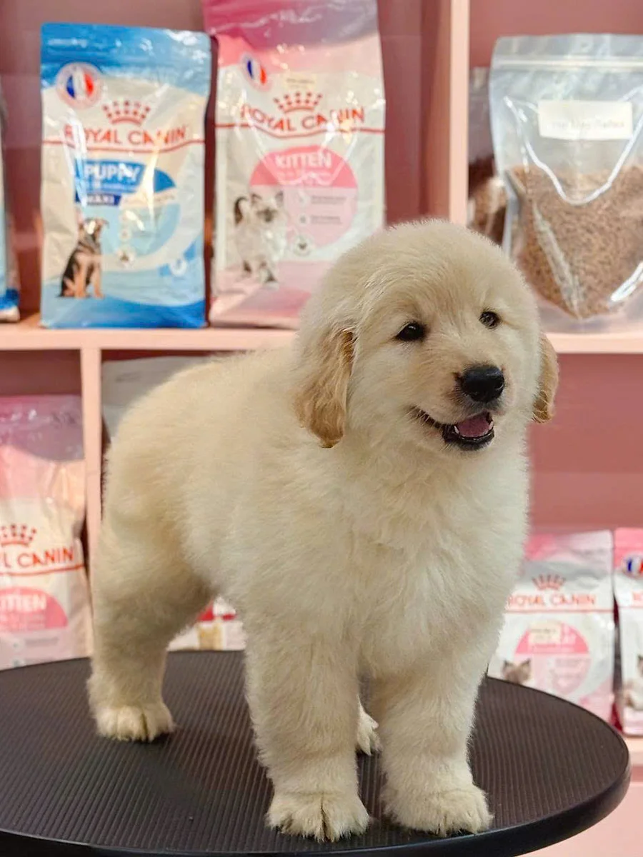 Golden Retriever 12