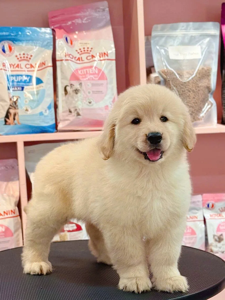 Golden Retriever 13