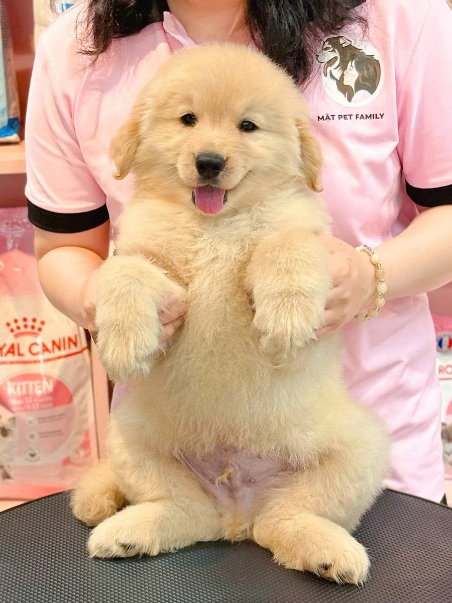 Golden Retriever 14