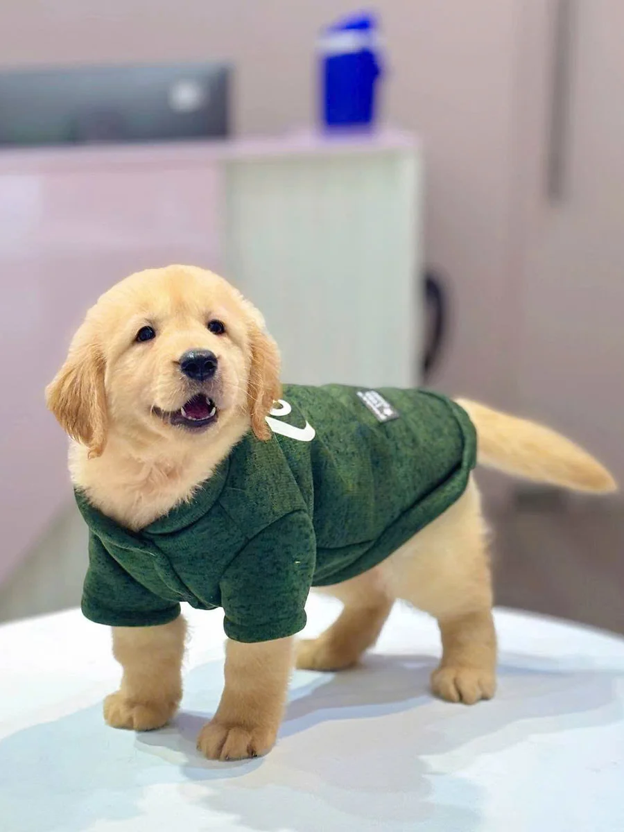 Golden Retriever 15