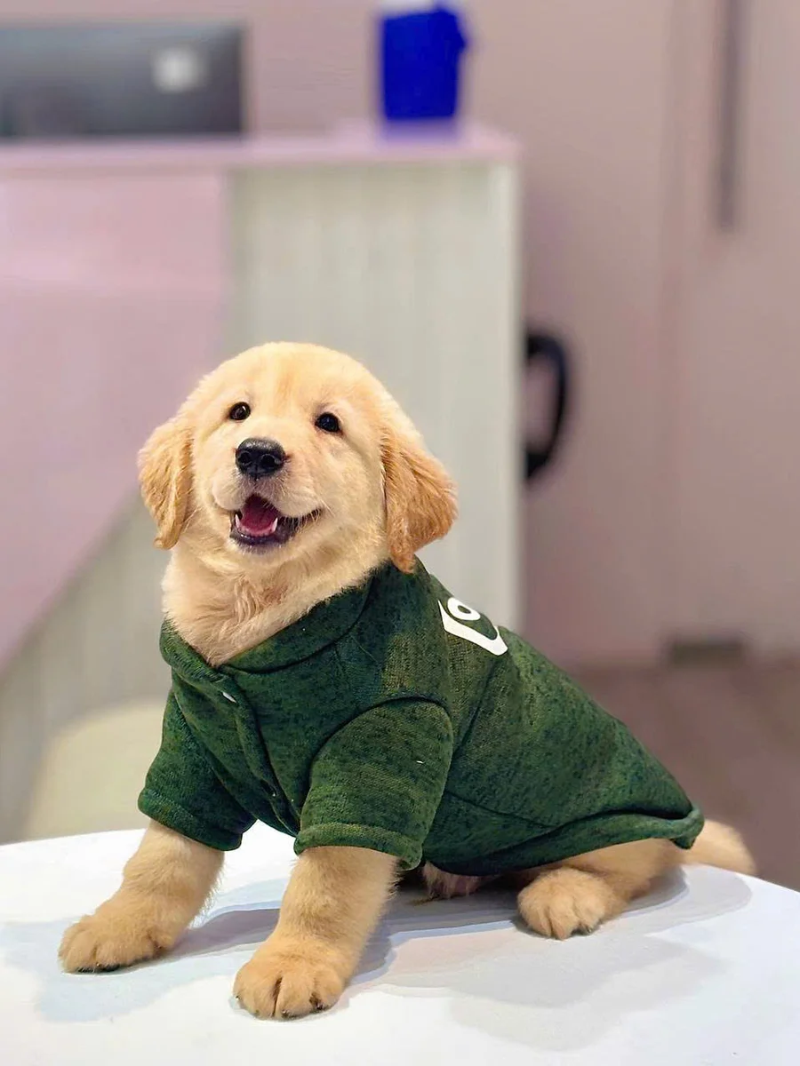 Golden Retriever 16