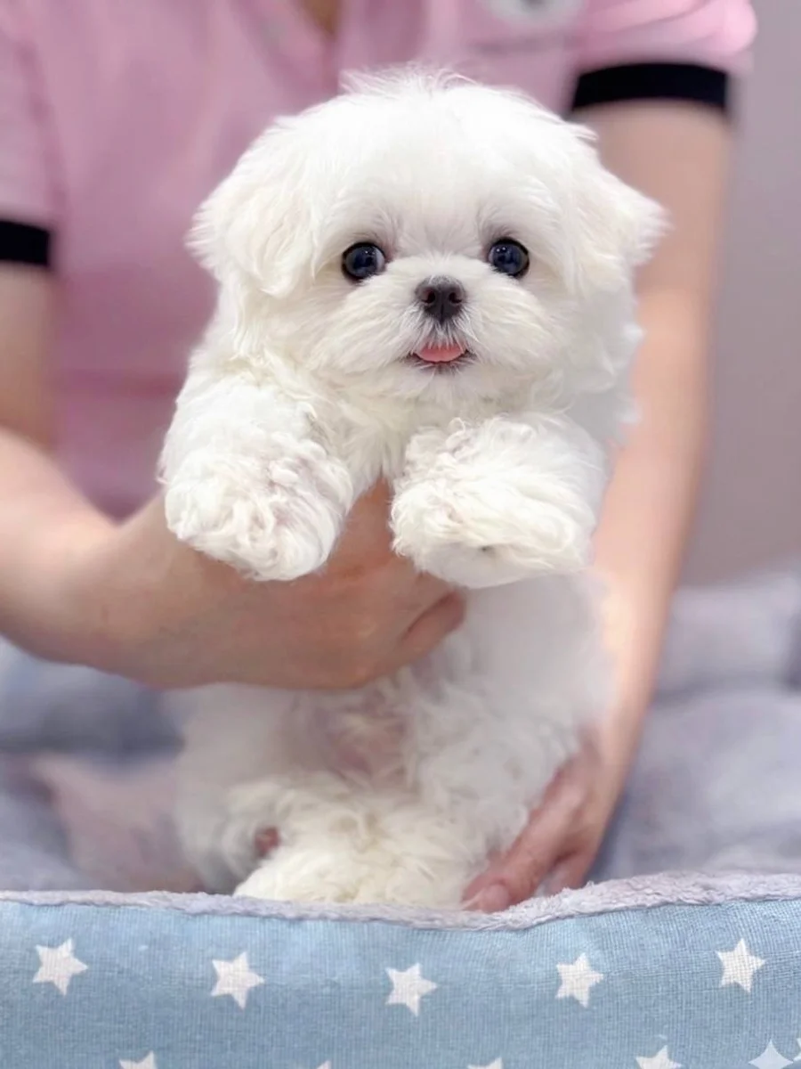 Maltese 2