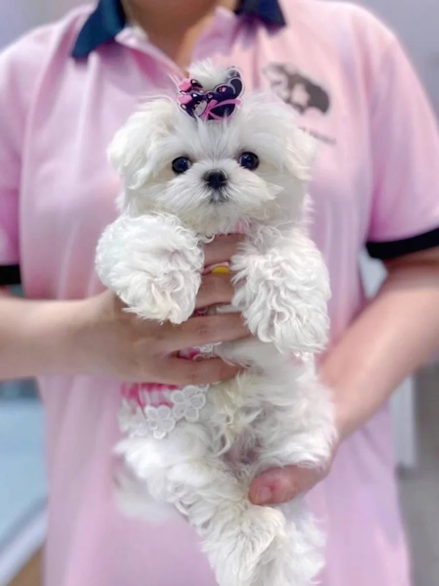 Maltese