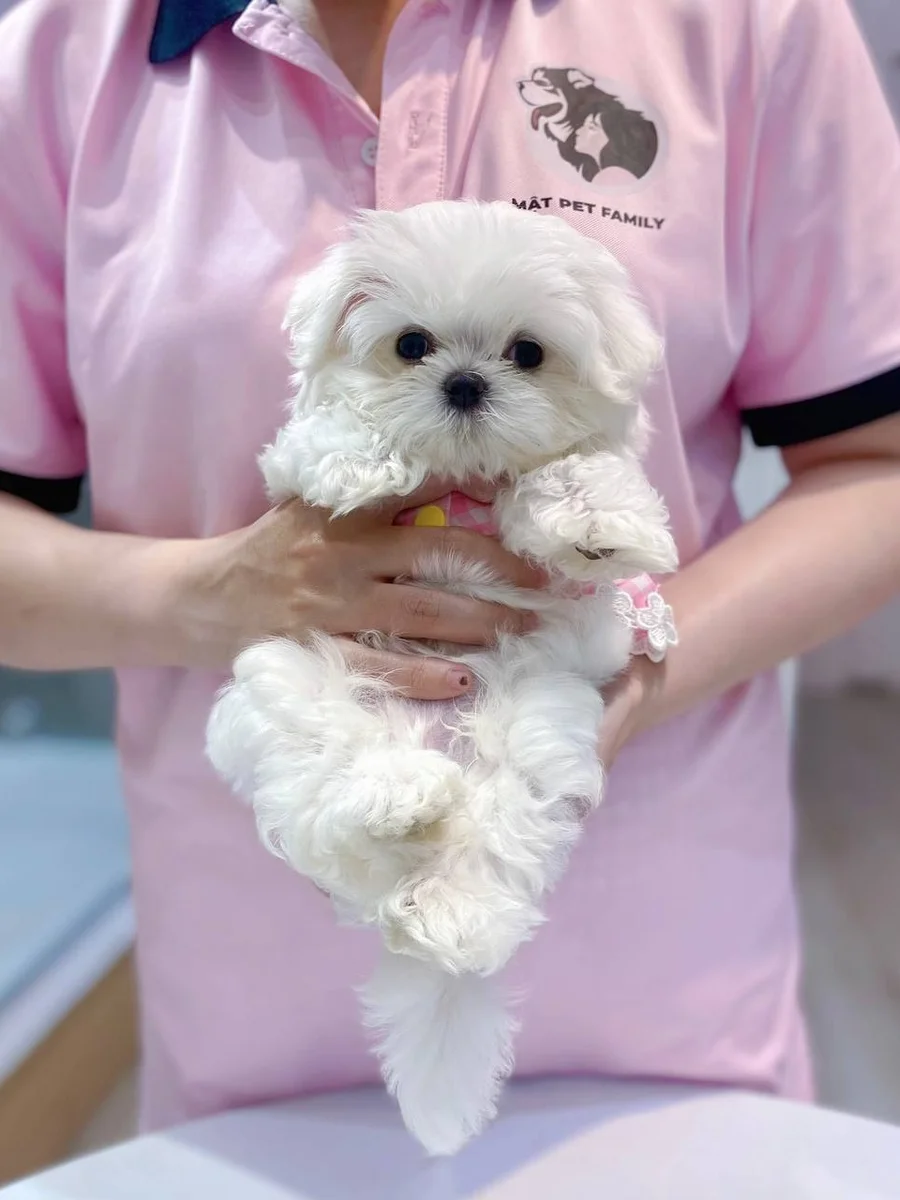 Maltese 3